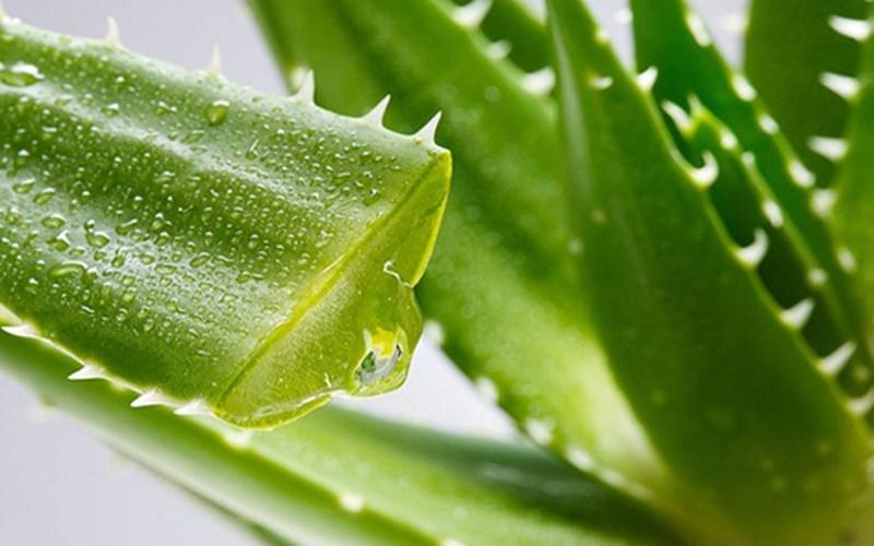 Aloe vera – thành phần lành tính chiết xuất từ thiên nhiên
