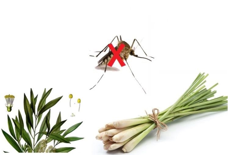 Xử Lý Nhanh Khi Bị Sốt Cao Đột Ngột